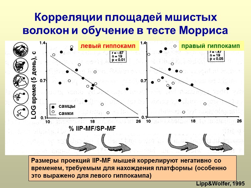 Корреляции площадей мшистых волокон и обучение в тесте Морриса Размеры проекций IIP-MF мышей коррелируют
